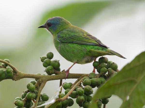 Blauwe pitpit (Dacnis cayana)
